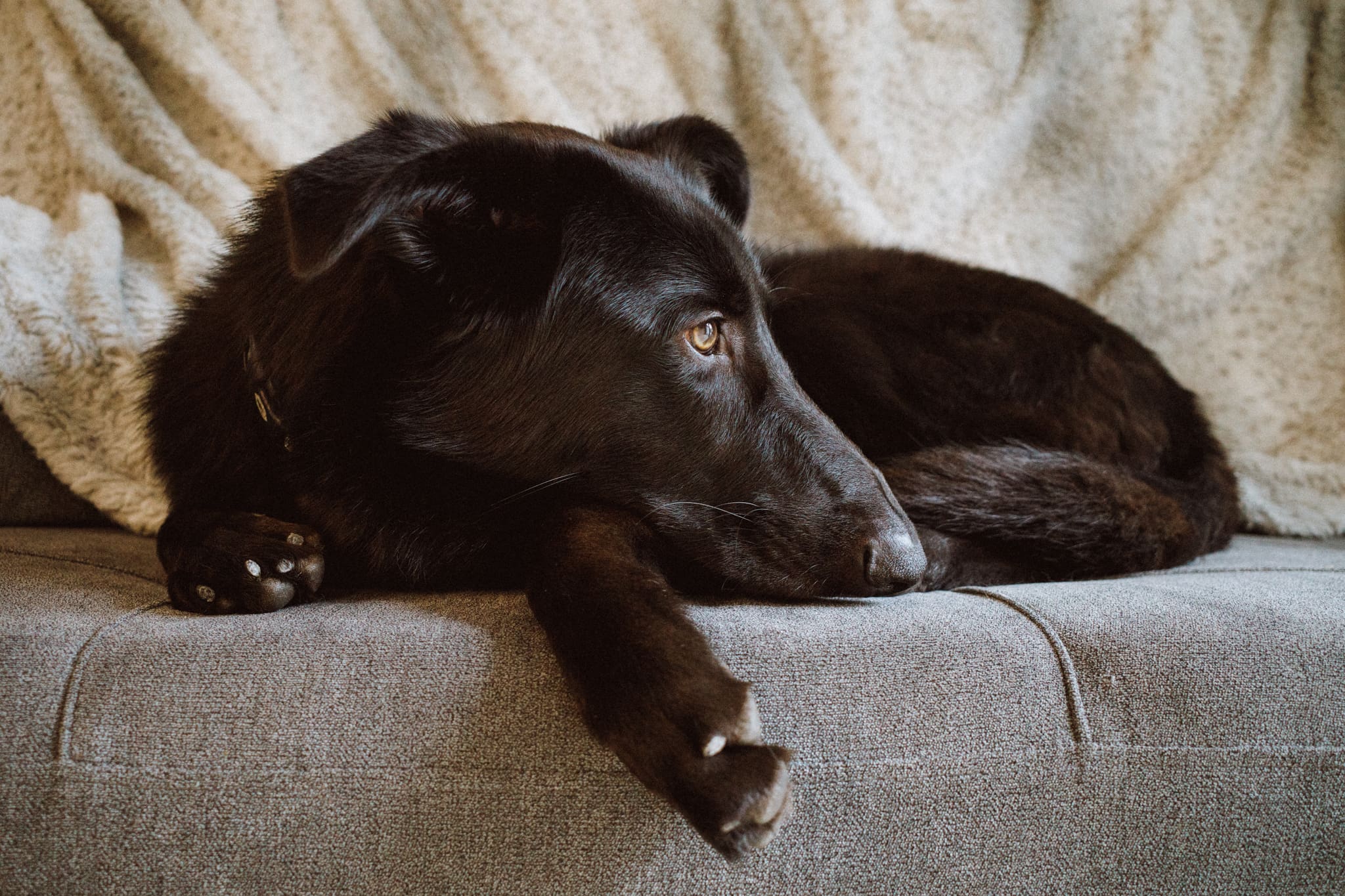 Documentary pet photo of dog on couch.